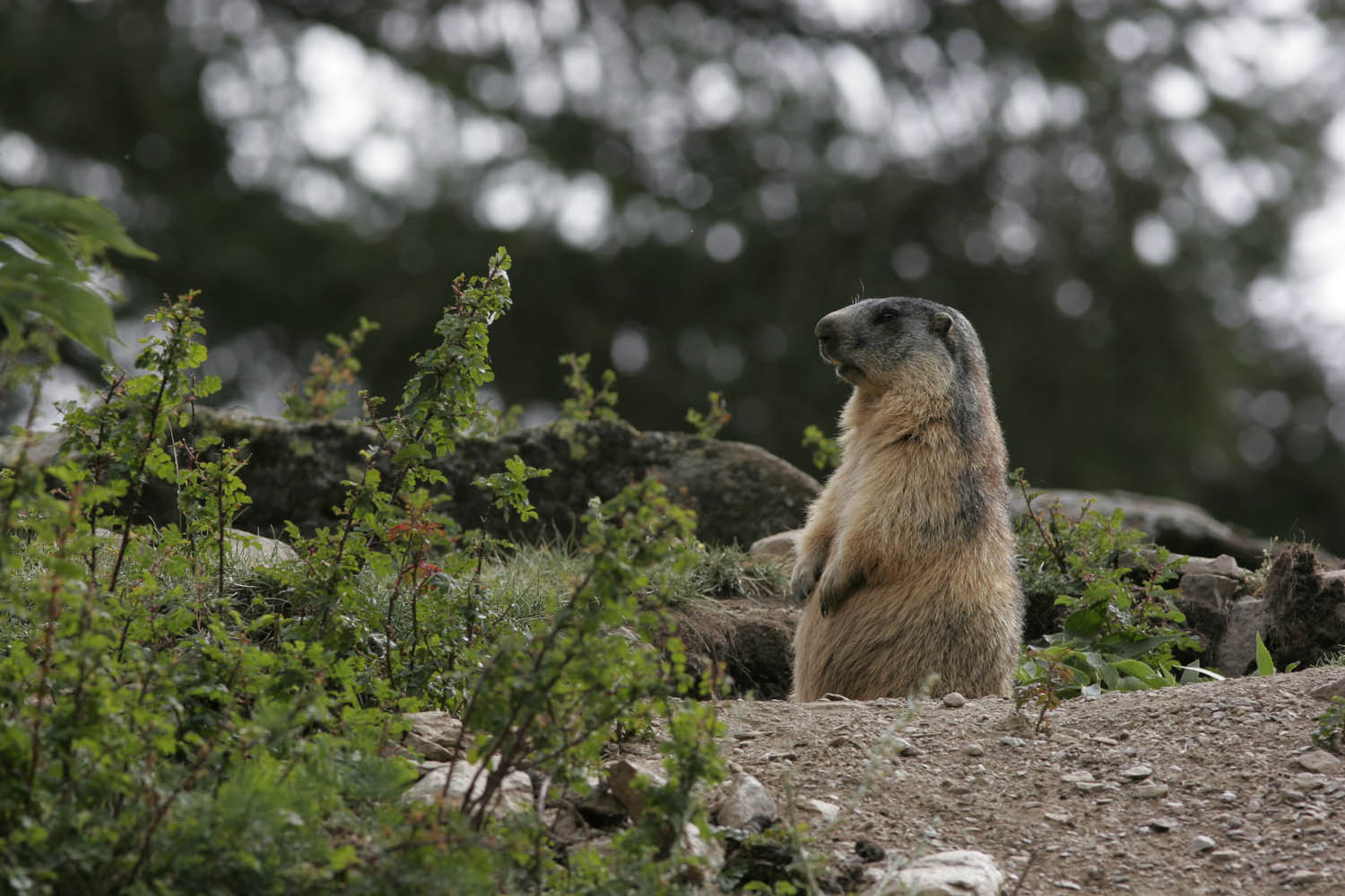 Marmote.jpg