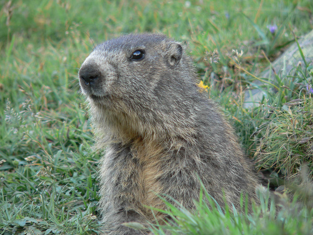 Marmottes